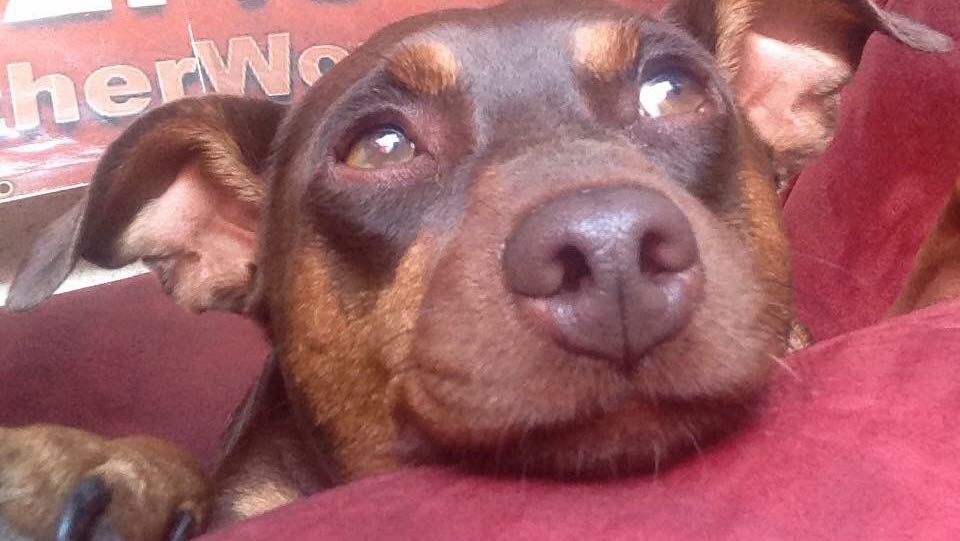 Exotic leather works