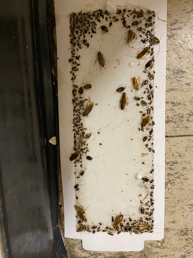 Appalachian Pest Control