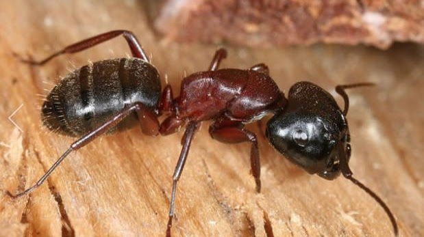 The Killers Pest Control