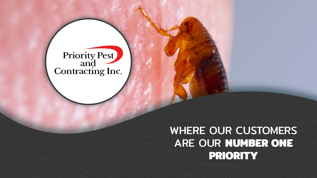 Priority Pest & Contracting, Inc