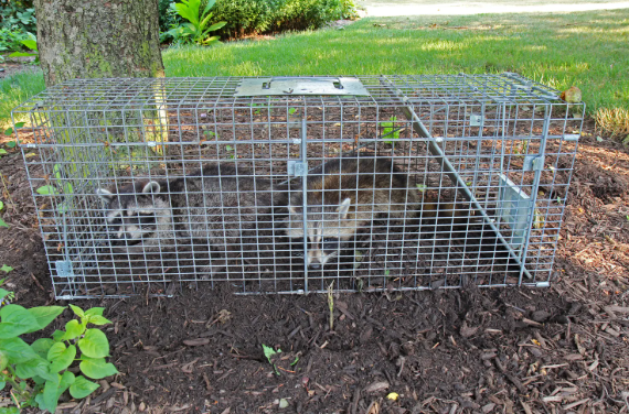 Essential wildlife control