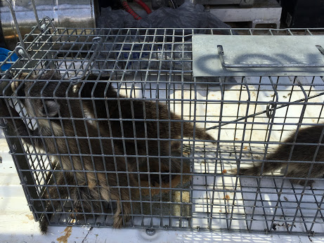 Veteran Pest & Wildlife Services