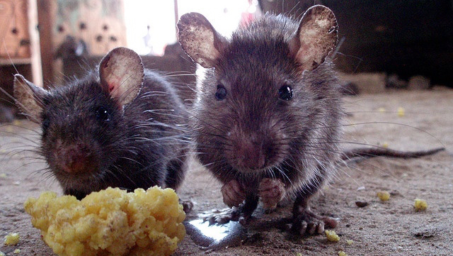 Northwest Pest Management