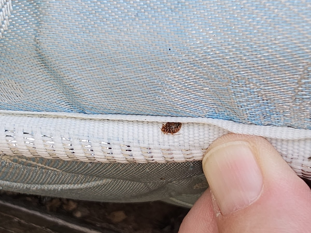 Terminator Pest Control