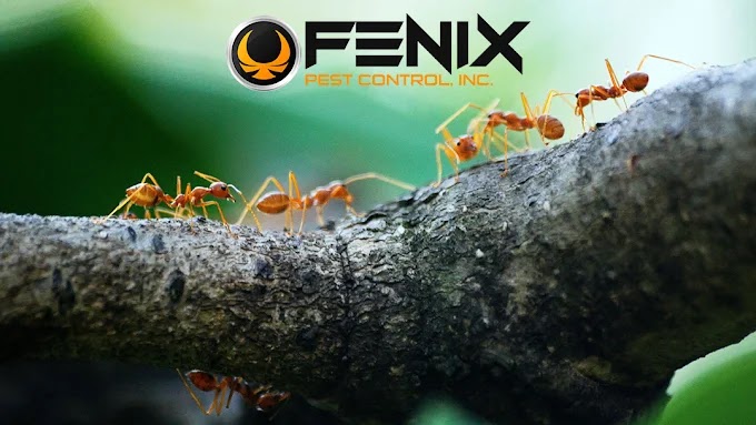 Fenix Pest Control, Inc.