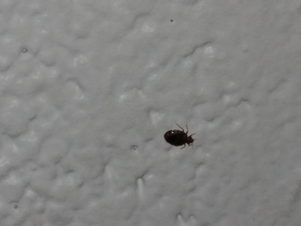 Uinta Pest Solutions - Clearfield