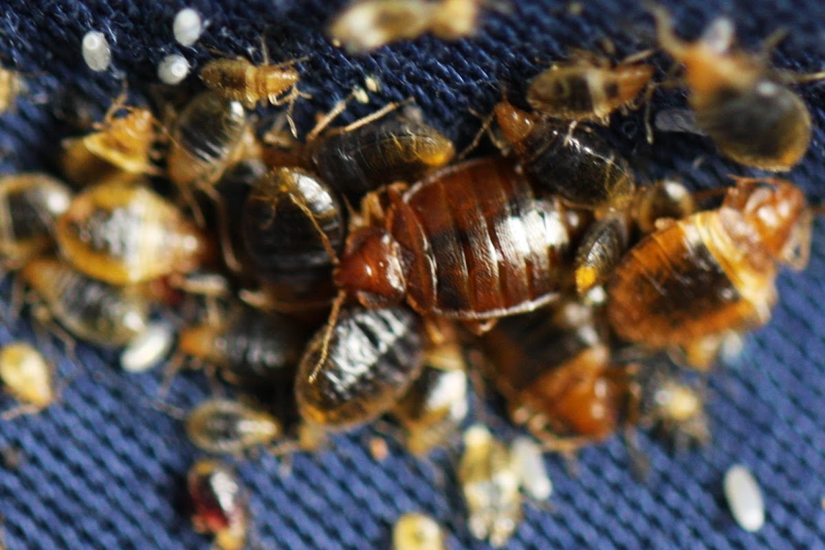 Pure Environmental Solutions