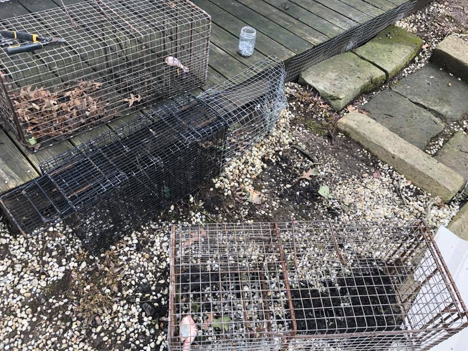 Attic Animal Pest Anaheim