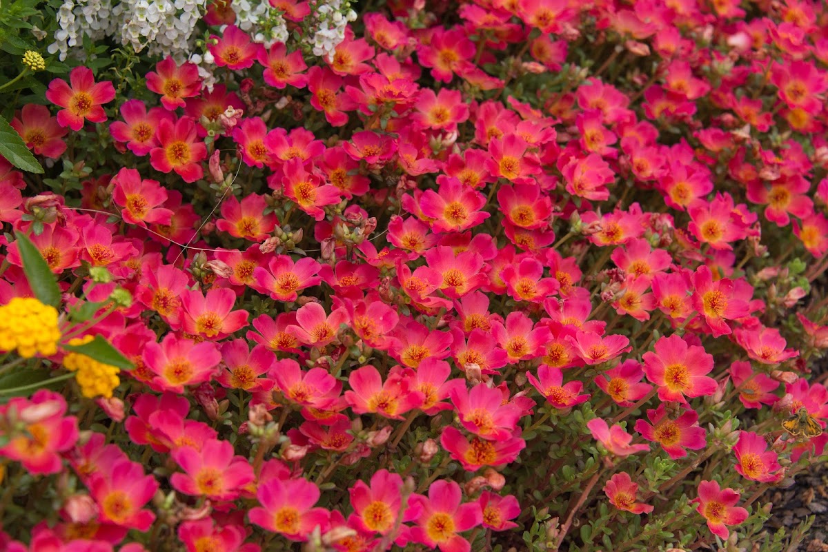 Piedmont Landscape Management