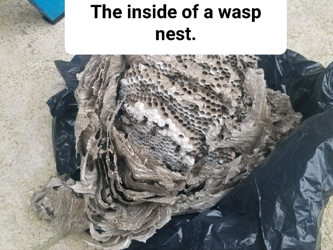 Biggins Exterminating Co.