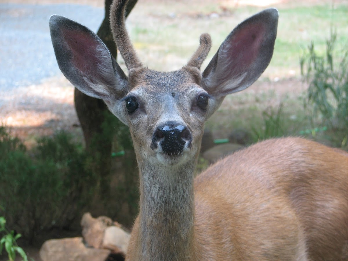 Randy's PC-Service - Randy's PC-Service Data Recovery in Cave Junction, OR photo