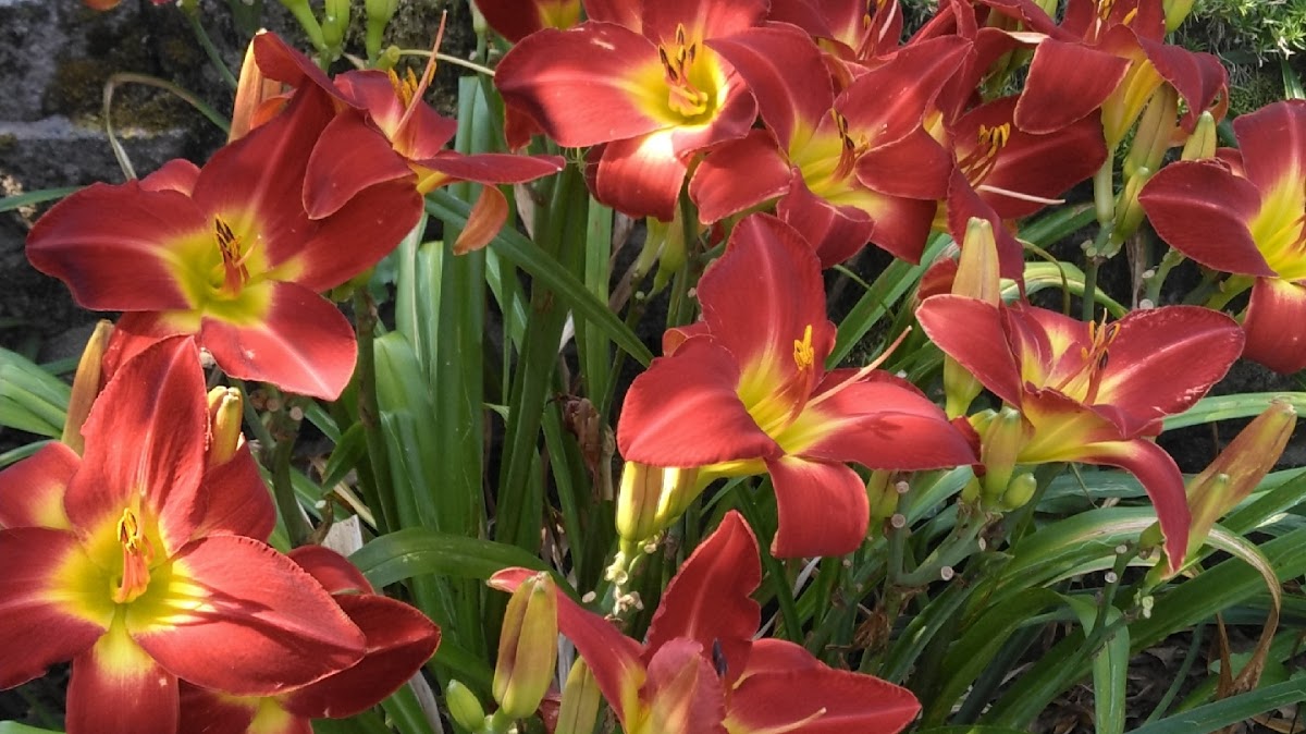 Duncan Furniture Refinishing And Antique Restoration