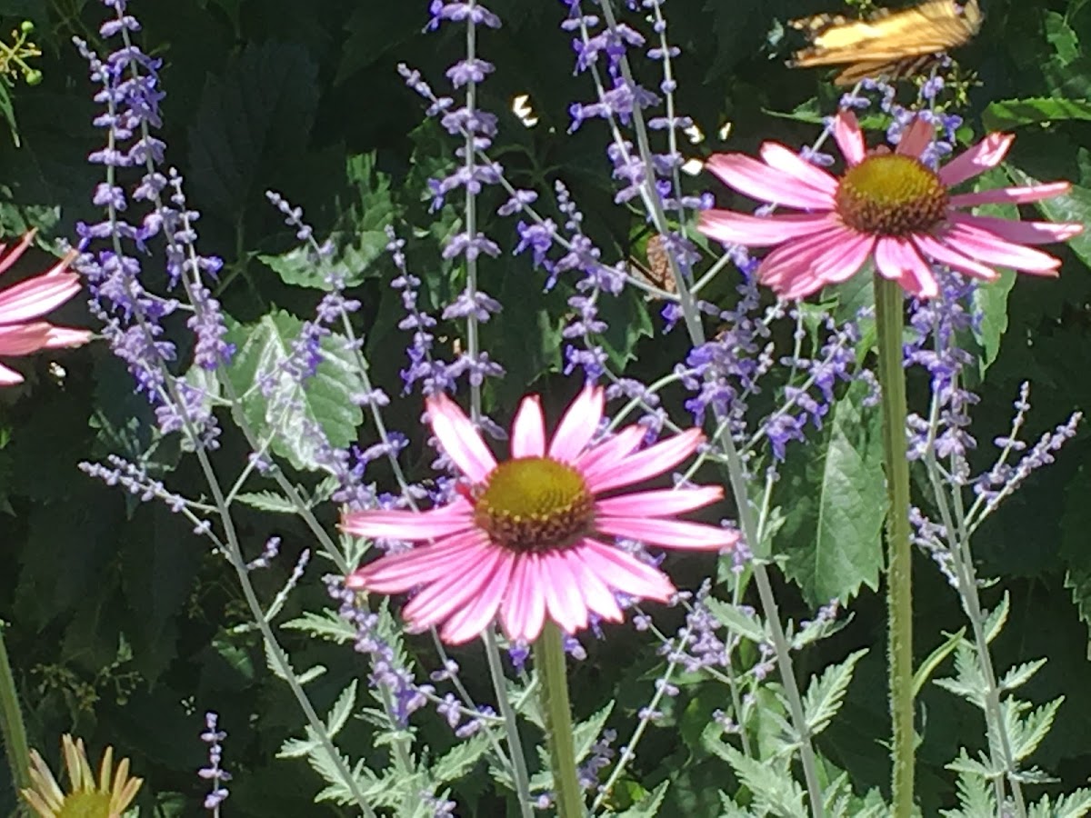 Pollen Landscapes Garden Center and Flower Shop
