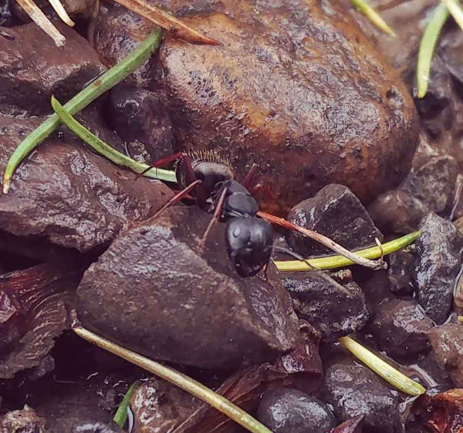 American Extermination Plus, Inc.