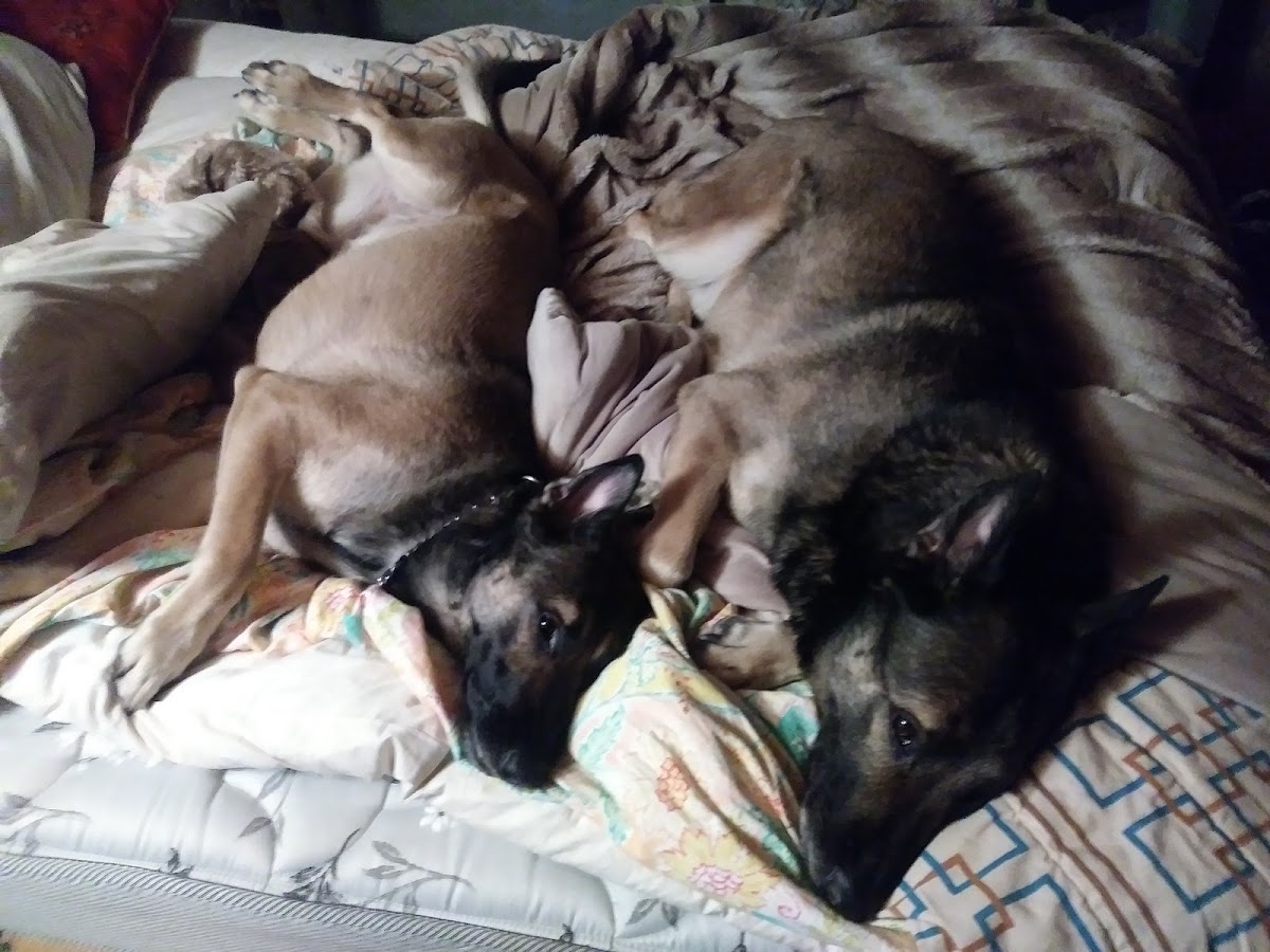 A Morales and Son Duct Cleaning Service