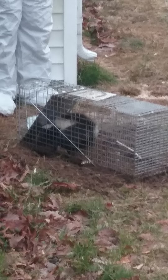 Mid-Atlantic Pest Control