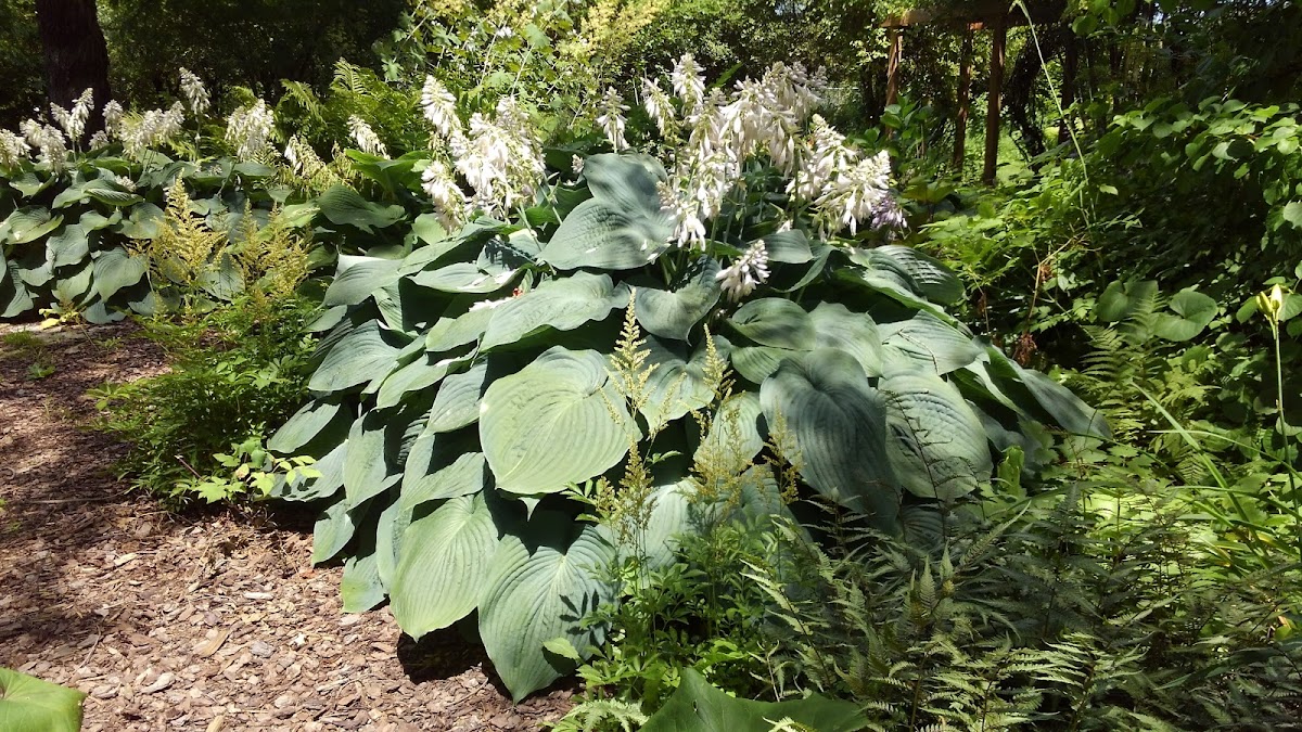 Joyce Gardens and Landscape