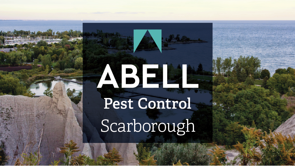 Abell Pest Control Toronto