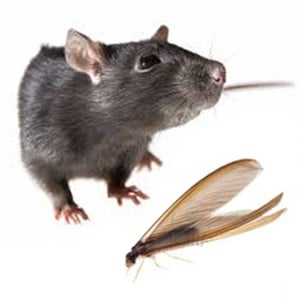 Corky's Pest Control