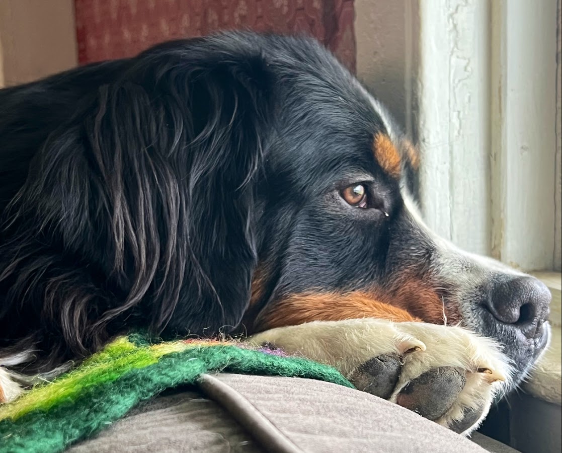 Renewed Colonial LLC