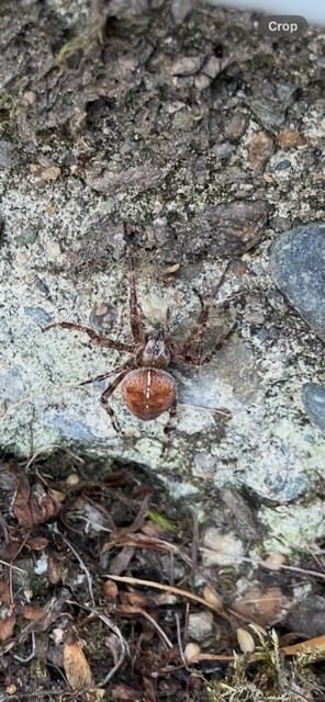 Prime Pest Solutions