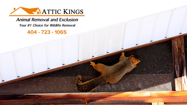Attic Kings, Animal Removal & Exclusion