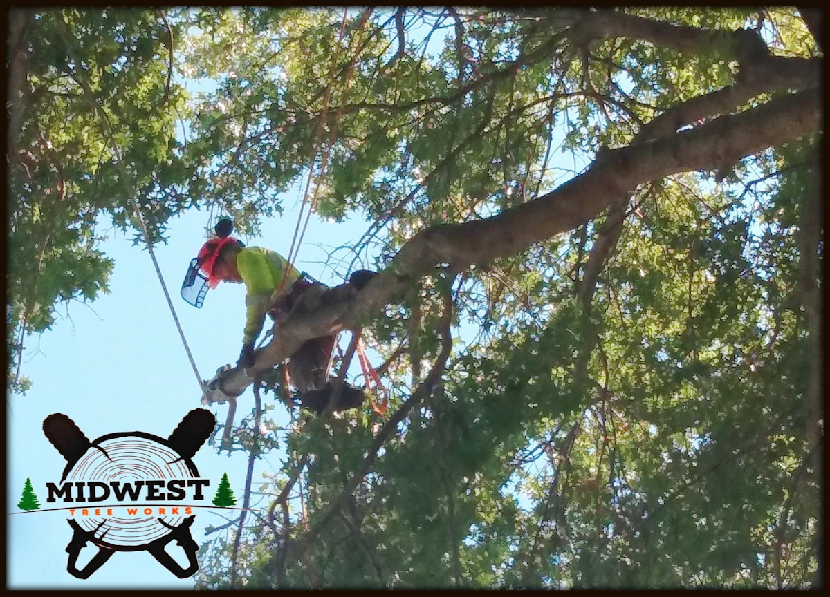 Midwest Tree Works - Midwest Tree Works Service in Hammond, IN photo