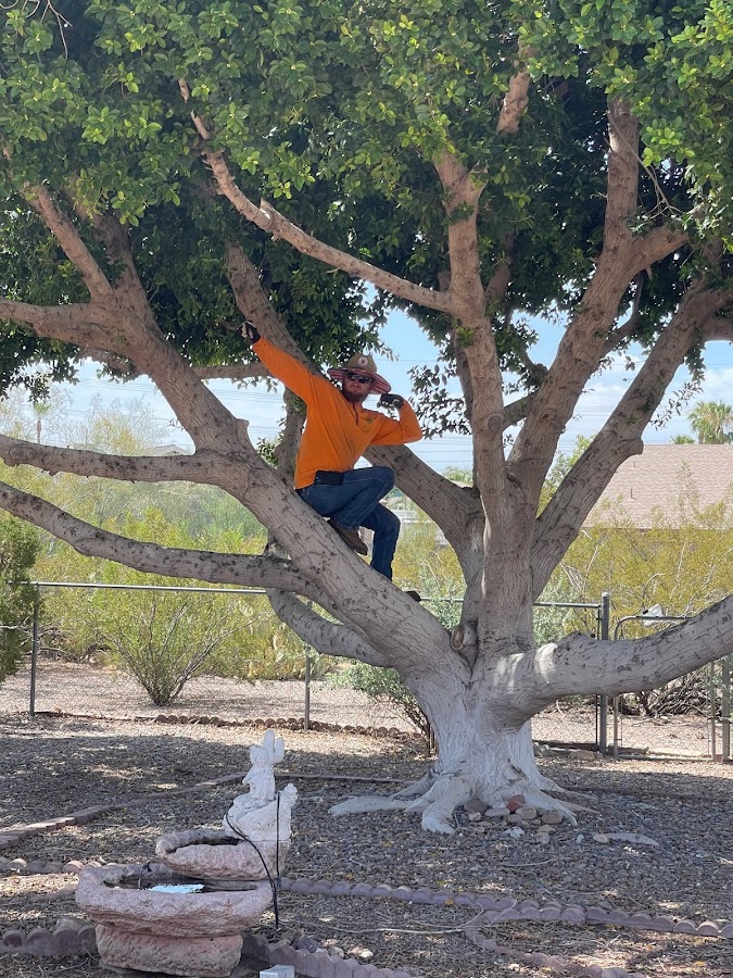 Family Tree Trimming LLC