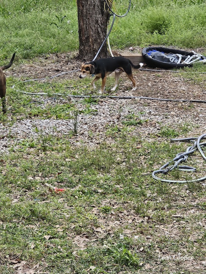 Bobby Rogers Custom Hardwood - Bobby Rogers Custom Hardwood Hardwood Floor Repair in Woodstock, AL photo