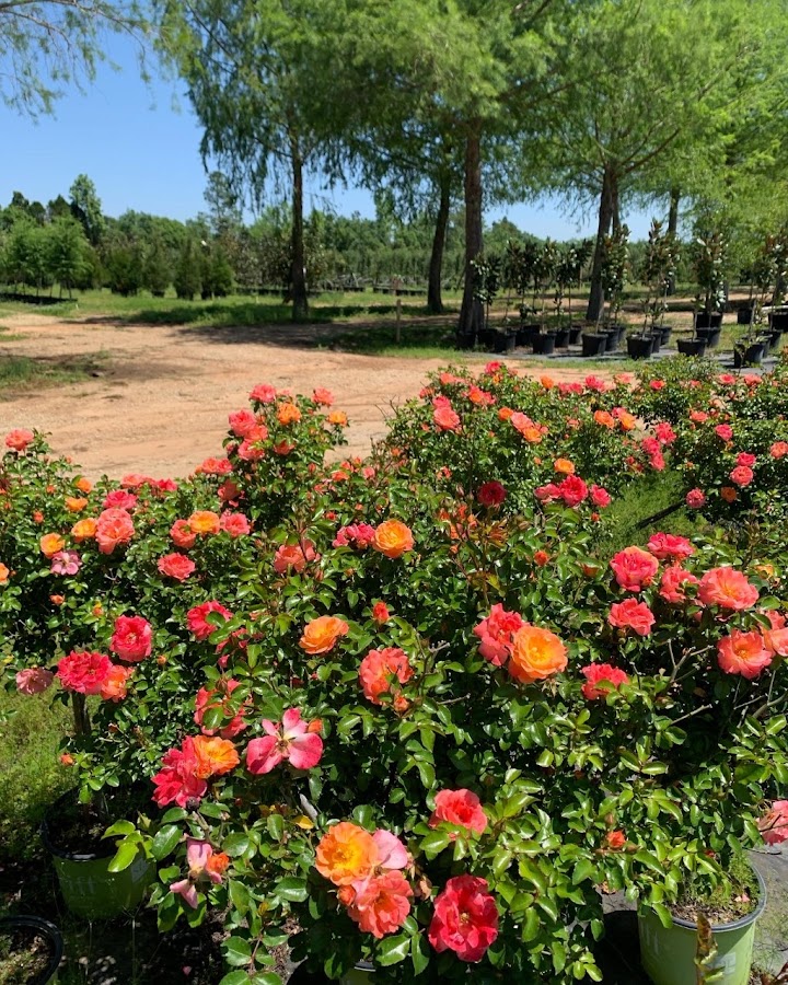 Persica Landscape Nursery