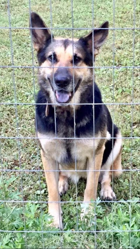 Dan's Photo Restoration and Colorization