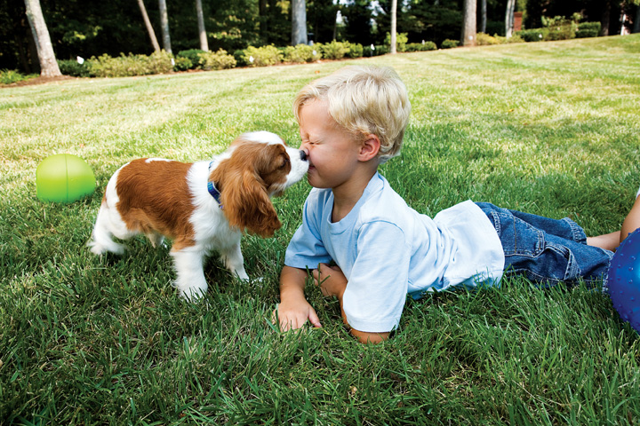 Invisible Fence of Central Iowa
