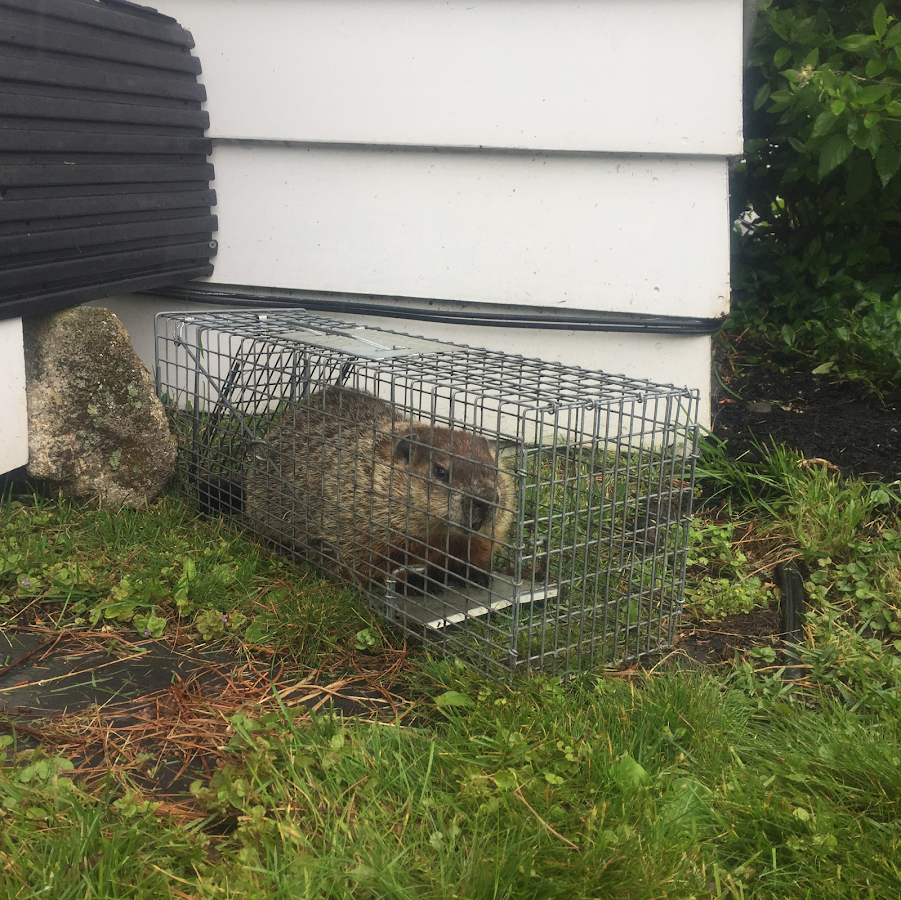 DeBow Wildlife Service