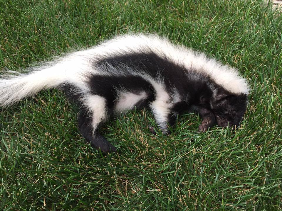 Wildlife Removal Washington DC