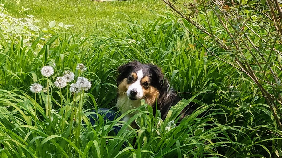 Rockin' Home Repair and Woodworks - Rockin' Home Repair and Woodworks Roof Repair in Arlington, VT photo