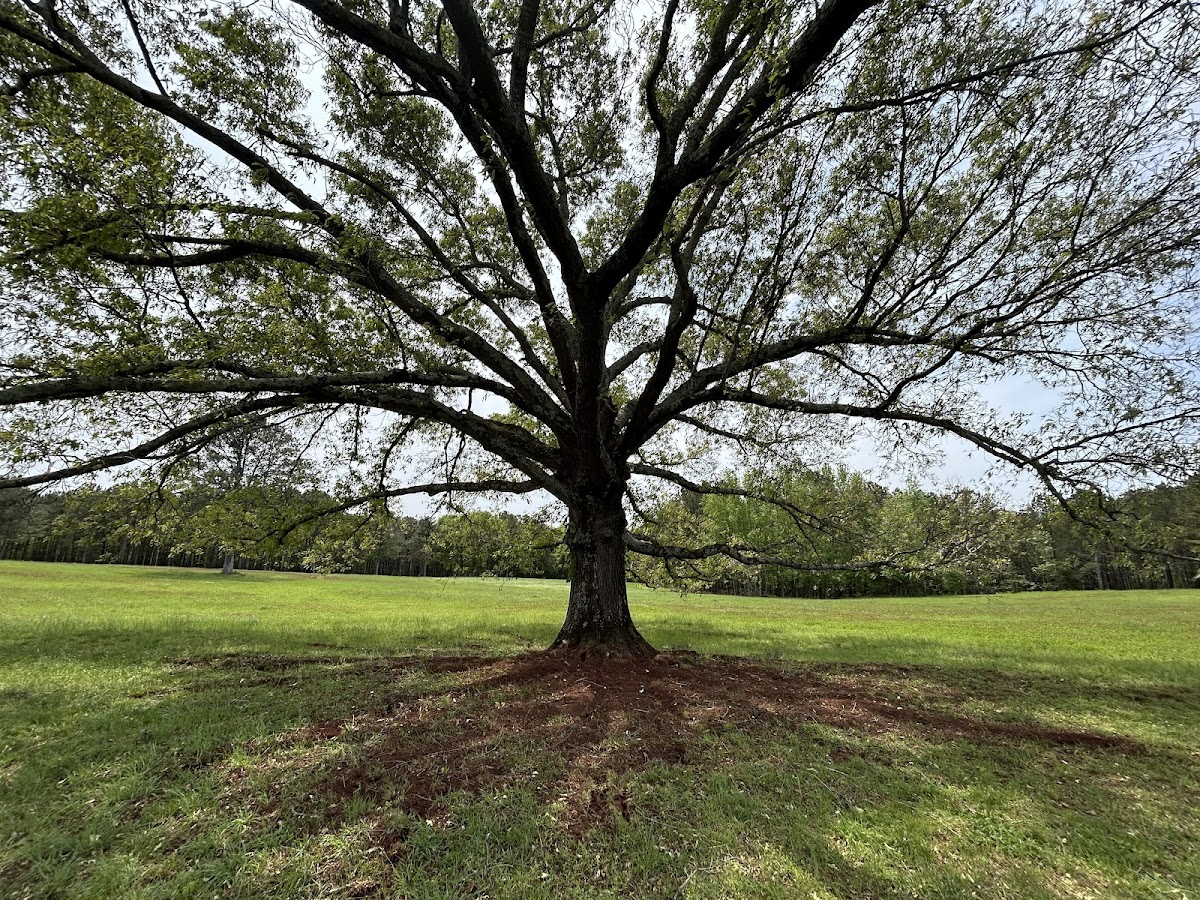 Gray's Tree Services