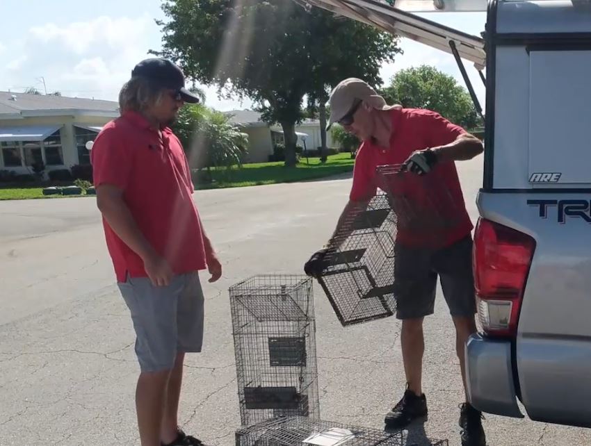 Wildlife Removal Services