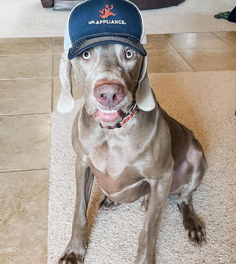 Mr. Appliance of Surprise and Goodyear