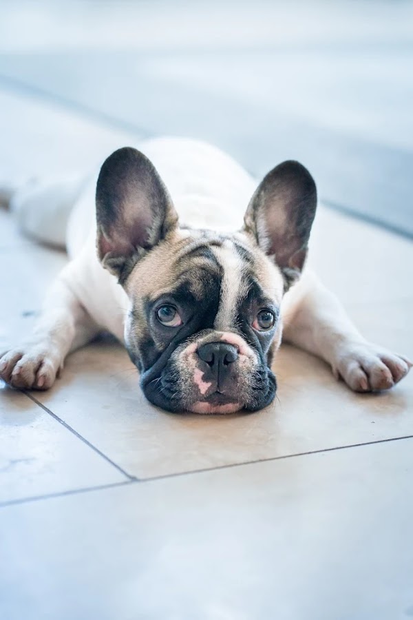 Oops! Steam Cleaning