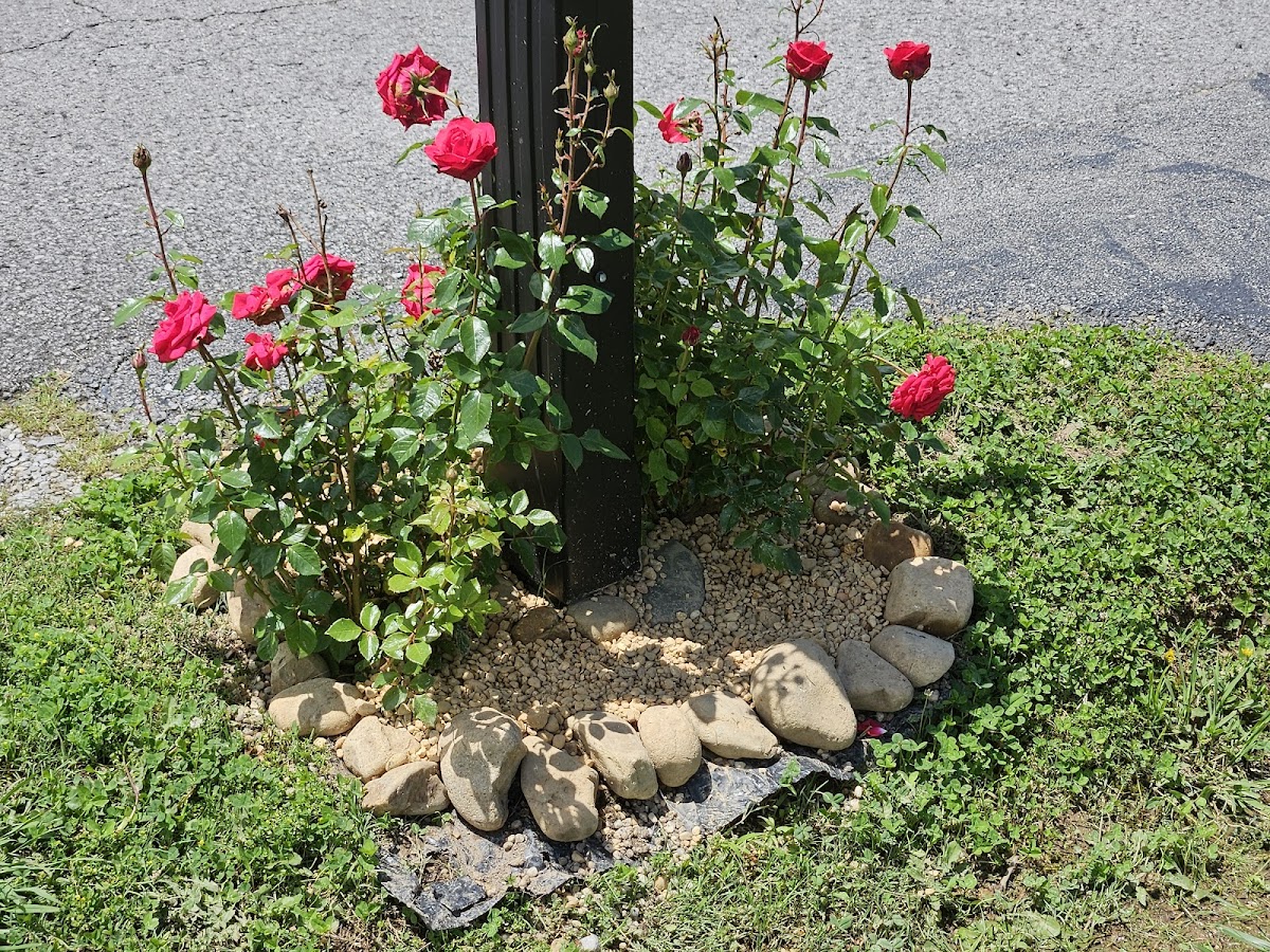 Topsoil and Landscape Supplies